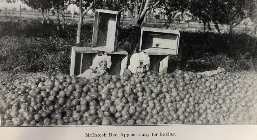 "McIntosh Red Apples ready for boxing." Marketing slogan from Montana's historical archives.