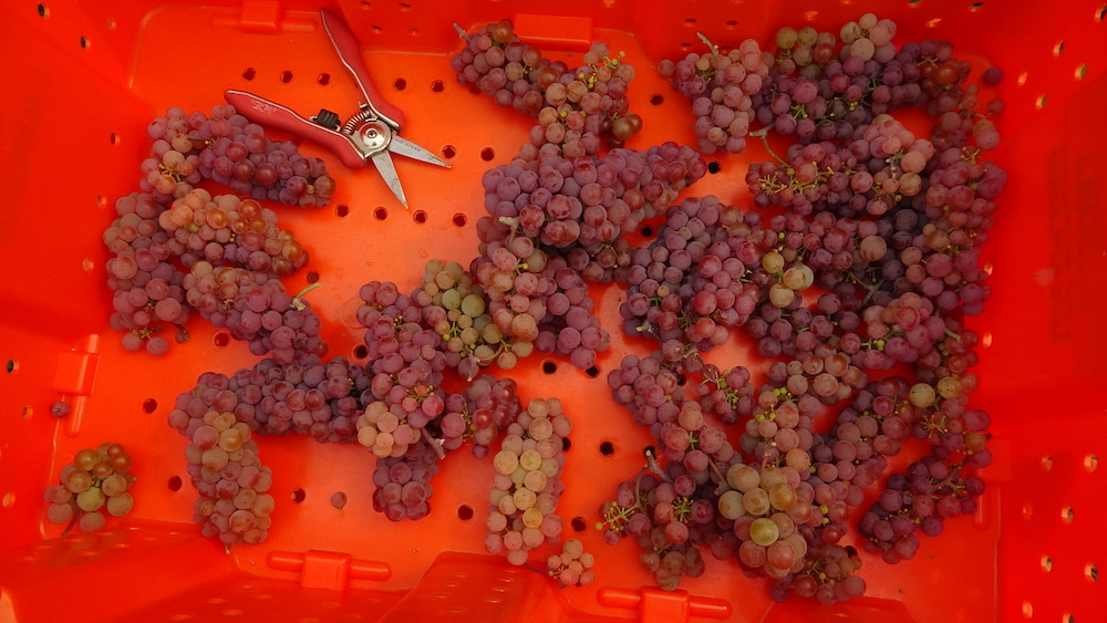 Somerset Seedless grapes in bin.