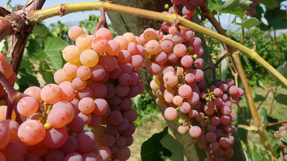 Ripe Somerset Seedless grapes in WARC's research vineyard.