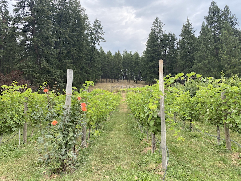 Spotted Bear Vineyard, so tidy.