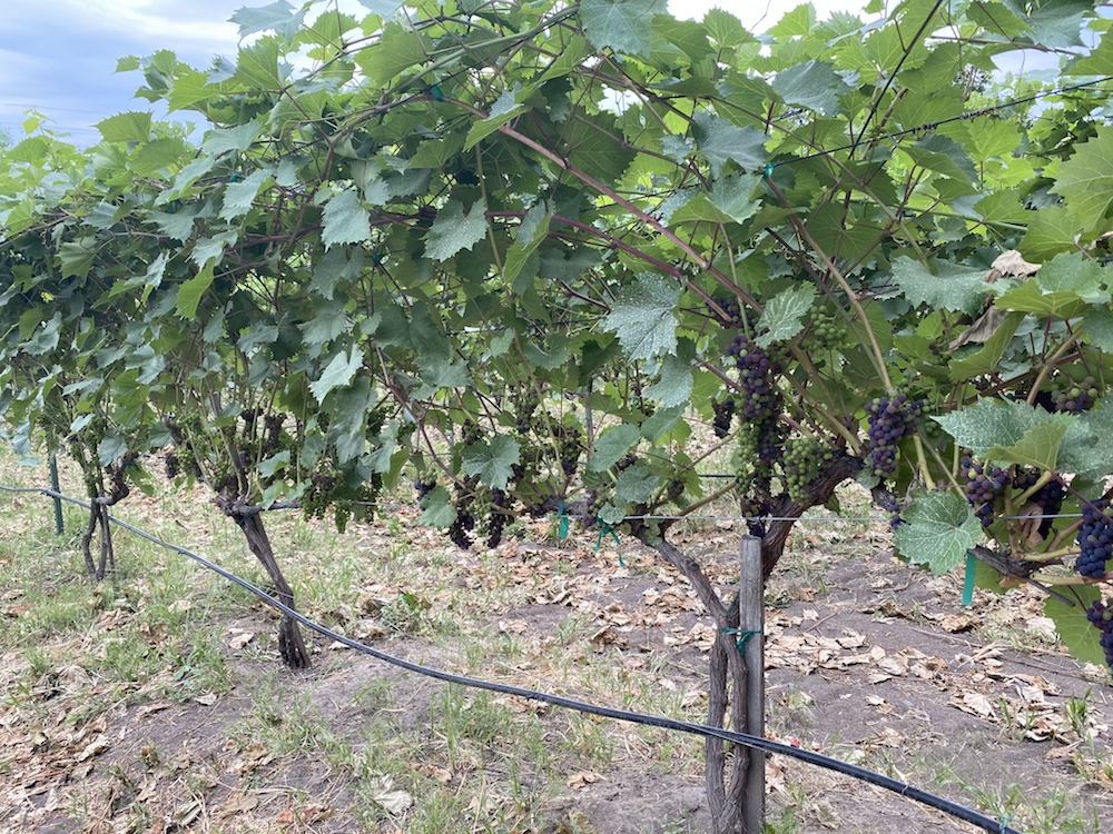 Spotted Bear Vineyard's VSP trellising system.