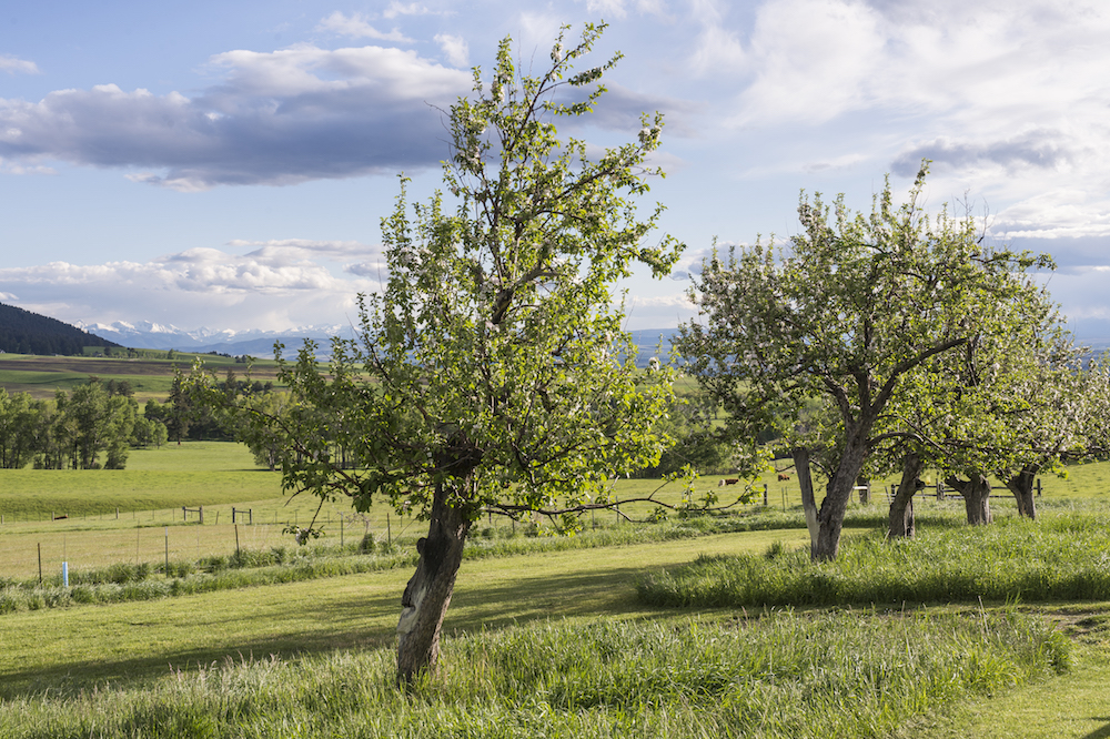 Spring hill orchard