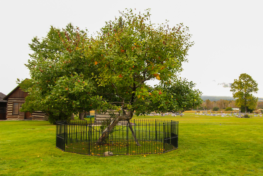 Heritage apple tree foun at St. Mary's Mission in Stevensville, Montana.