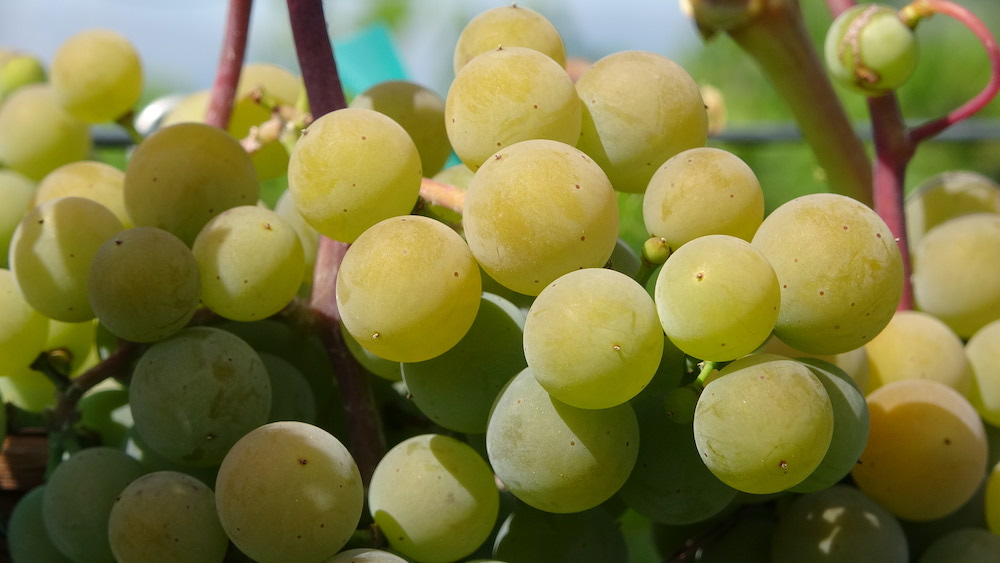 St. Peping grapes nearly ready for harvest.