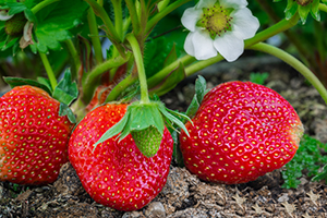 strawberries growing on plant
