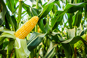 sweet corn in field
