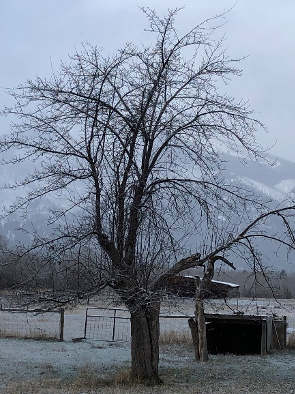 Example of a tall trunk form, emblematic of "Period 2" of American apple production.