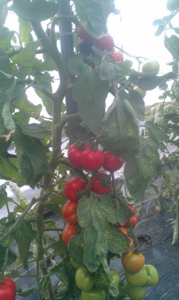 Tomato on vine