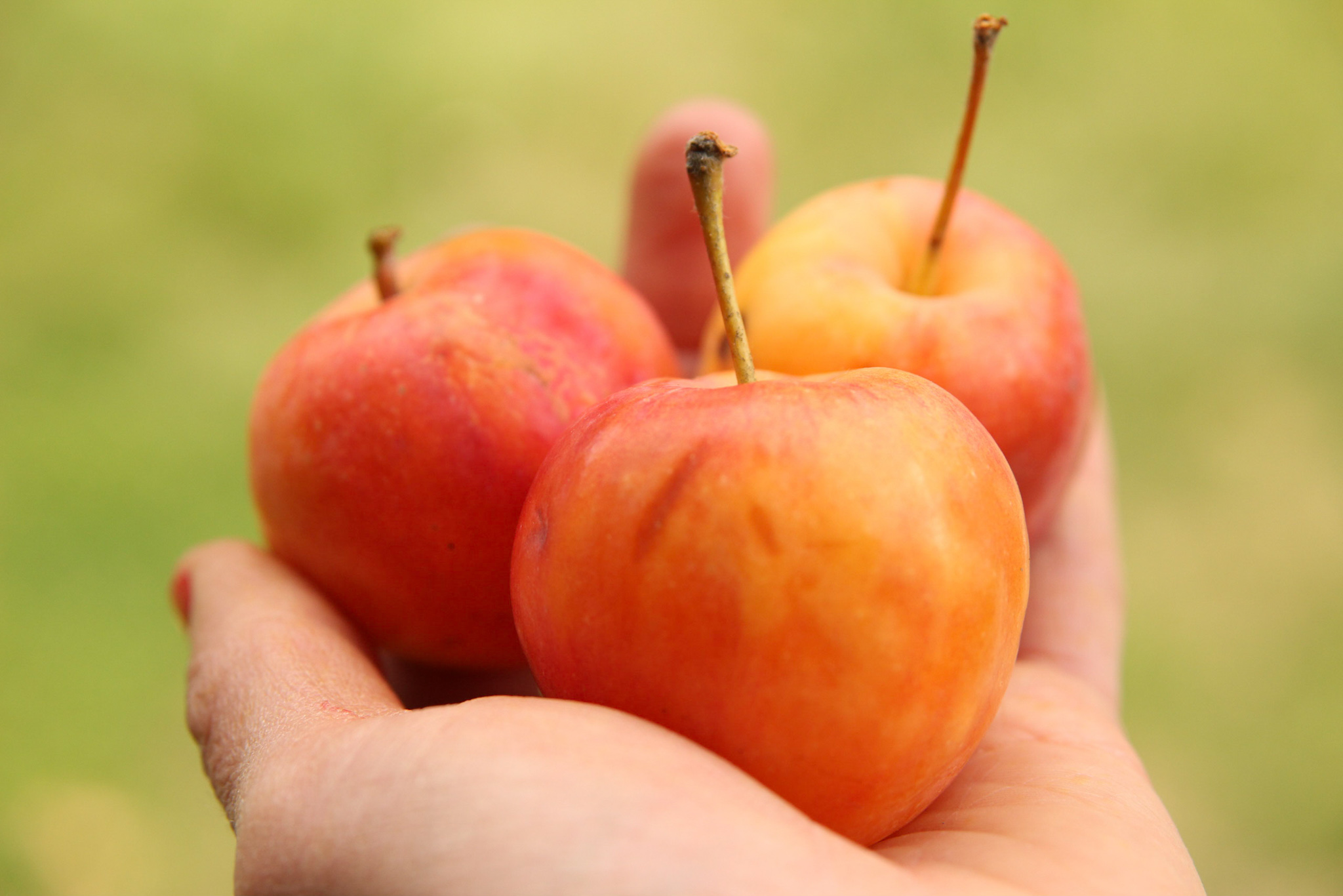 A lovely handful of Transcendent Crabapples!