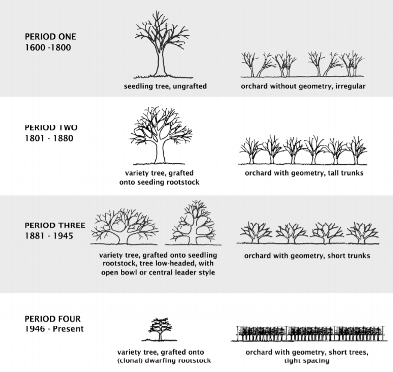 Diagram of changes in tree and orchard form over four periods of American apple production (S. Dolan).
