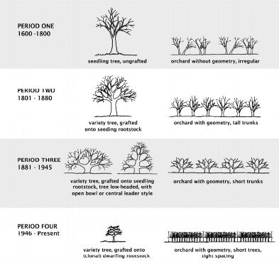 pruning pear trees diagram