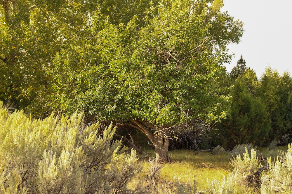 Heritage apple tree in a beautiful but isolated location.