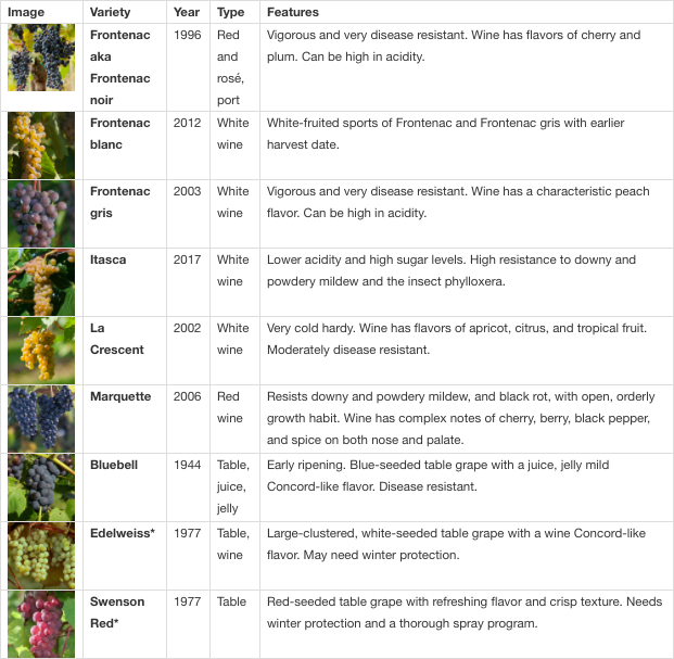 Cold-hardy varieties created through University of Minnesota's grape breeding program.