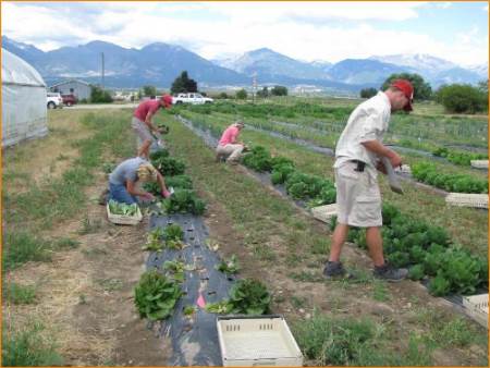 veggie field