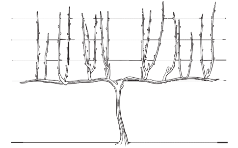 Diagram of VSP trellis system, courtesy of MGGA and UMN.