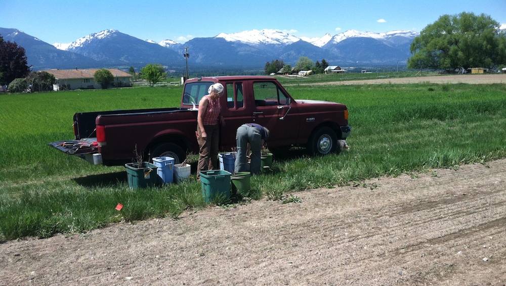 WARC keeping their new vines safe from the heat by soaking in buckets until ready for planting.