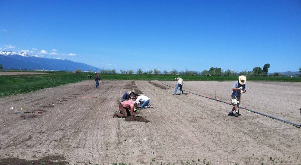 WARC staff plan out the rows for the new research vineyard in 2014.