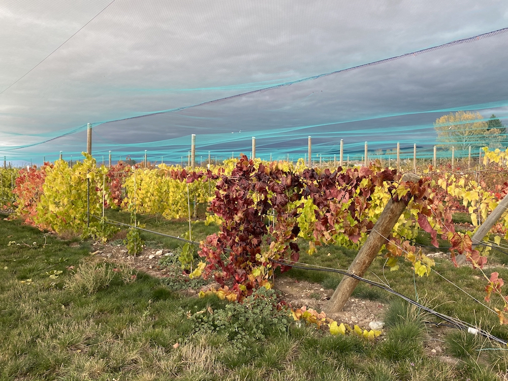 Fall colors in WARC's research vineyard.