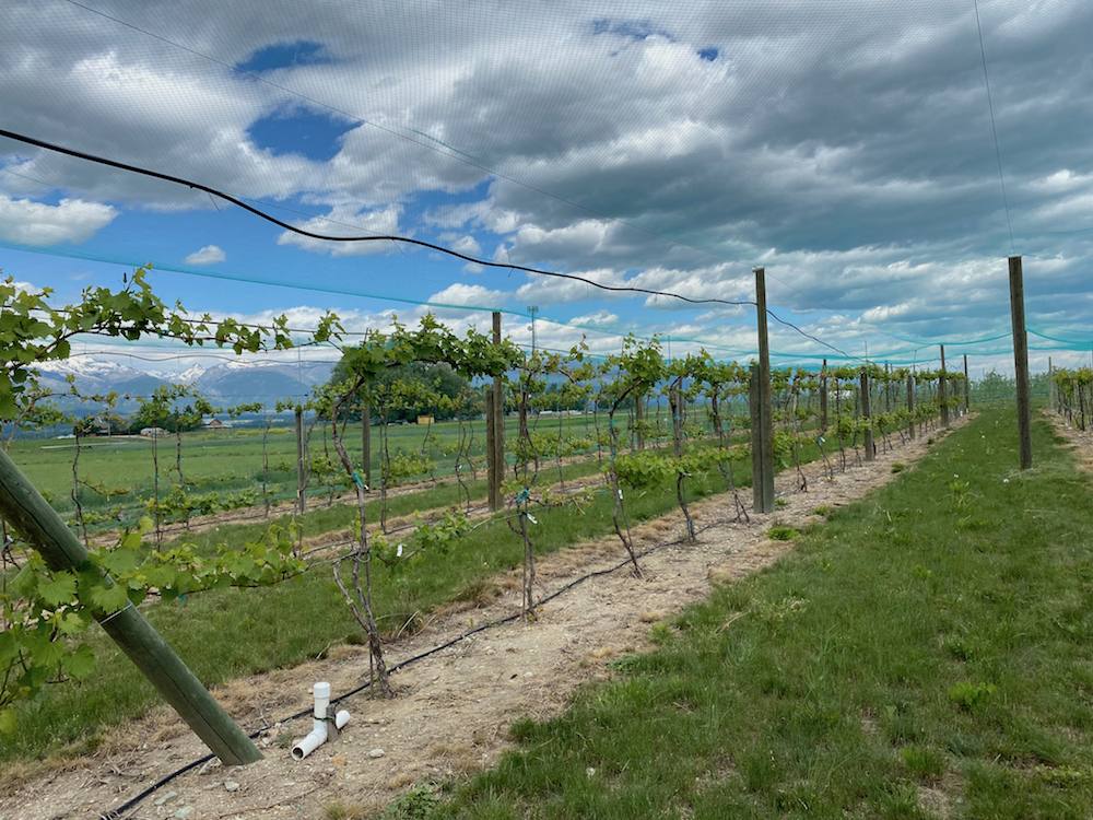 Trellising system in WARC's research vineyard.