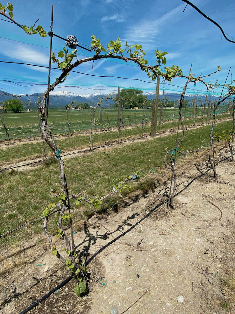 WARC weed control in the vineyard.