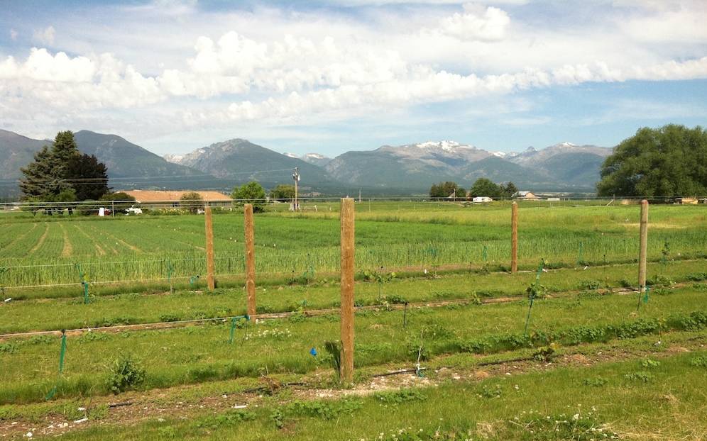 1-year-old vines planted in WARC's research vineyard.