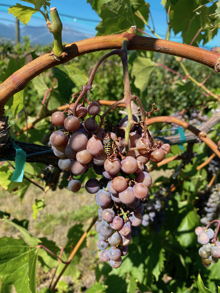 Wasp feasts on damaged grapes.