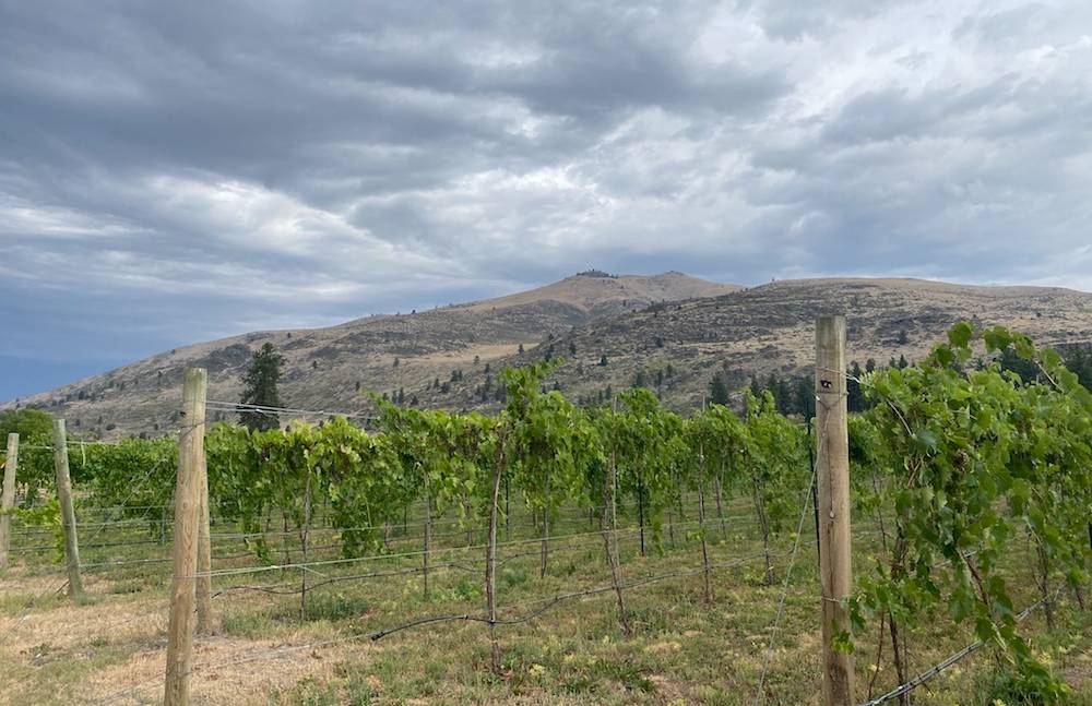 Watchdog Winery's beautiful vineyard located near Dixon, MT.