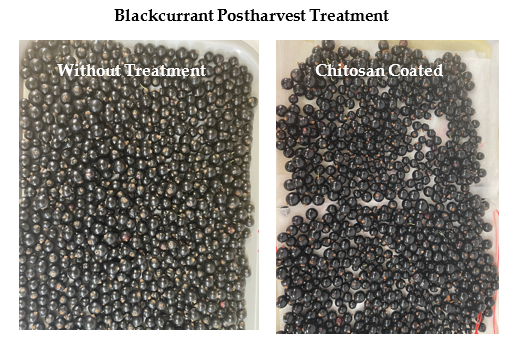 black currant postharvest