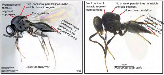 Two side by side images discribing the morphology of parasitoids. Left; Euxestonotus error. Right; Platygaster tuberosula.