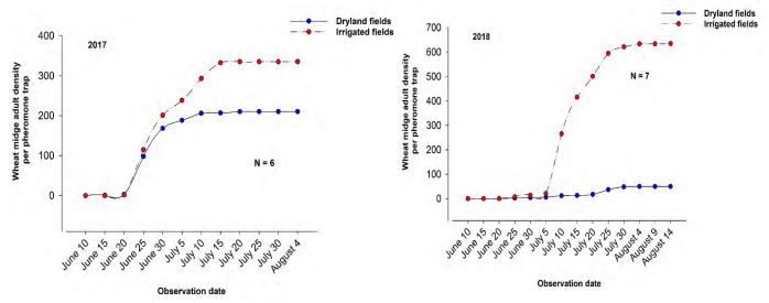 Two double line graphs side by side discribing wheat midge population by date.