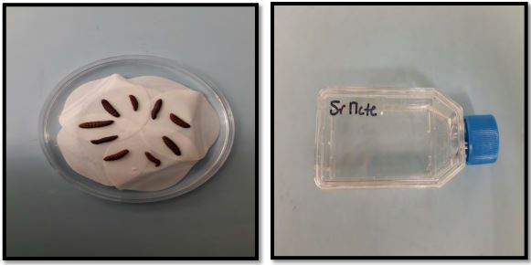 Two side by side images. Left; nine wireworm larva in a perti dish. Right; A clear liquid in a plastic flask.