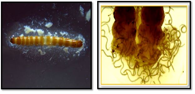 Two side by side images of wireworms.