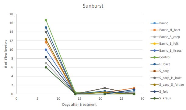 A line graph titled "Sunburst"
