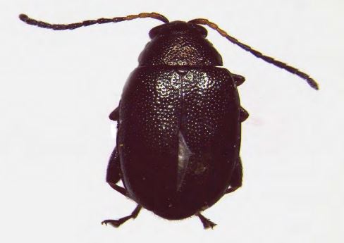 A close up image of a beetle