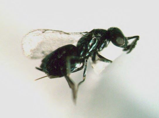 A close up image of a black wasp