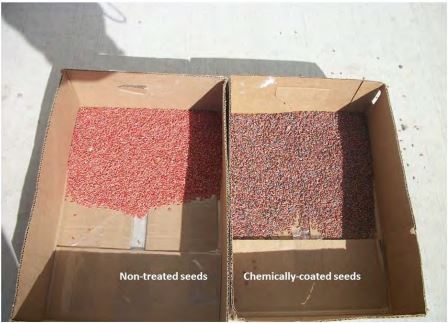 Two side by side boxes showing the difference between treated and on treated seed.
