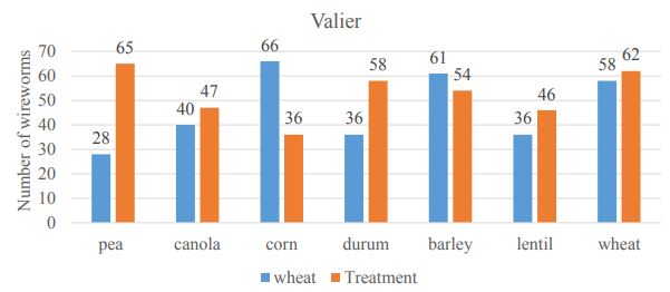 A double bar graph of wireworms in Valier.