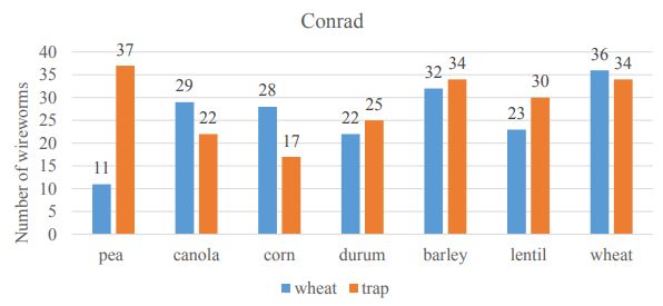 A double bar graph of wireworms at the Conrad location. 