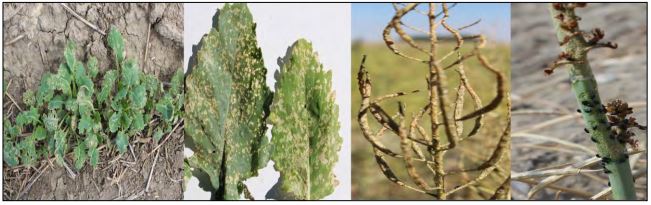 Four side by side images of damaged canola plants. 