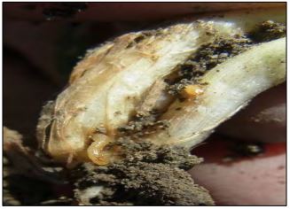 An image of wireworm damage.