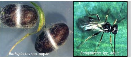 Two images side by side. Left; Bathyplectes spp. pupae. Right; Bathyplected spp. adult.