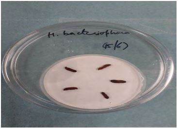 A petri dish containing five wireworms.