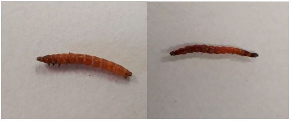 Two side by side pictures of wireworms.