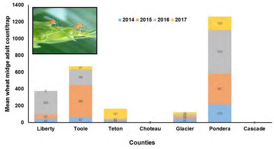 A stacked bar graph of wheat midge population with an image of wheat midge in the upper left corner.