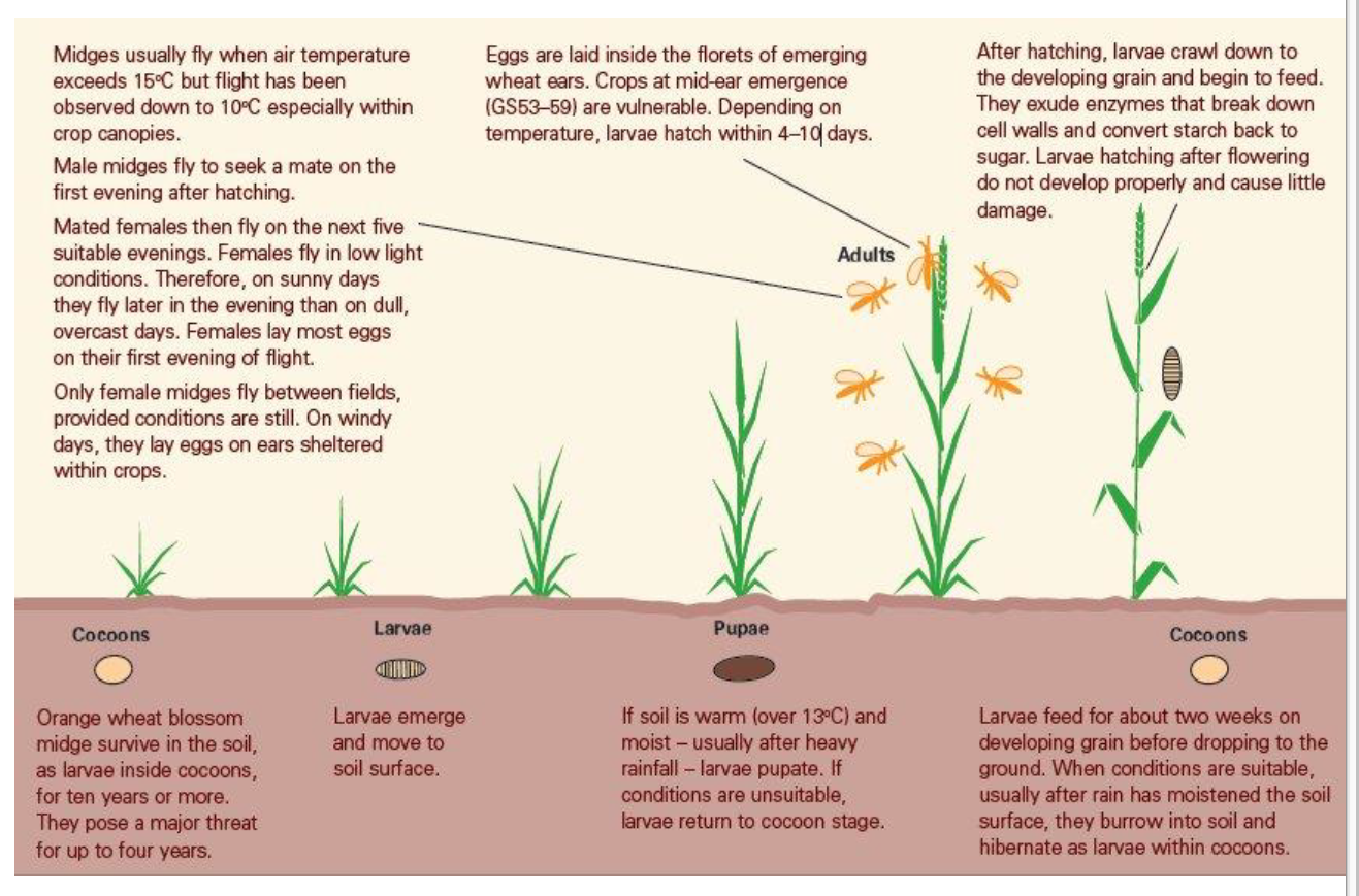 Stem rust of wheat фото 56