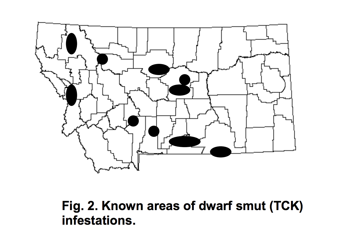 Map of dwarf smut infestations